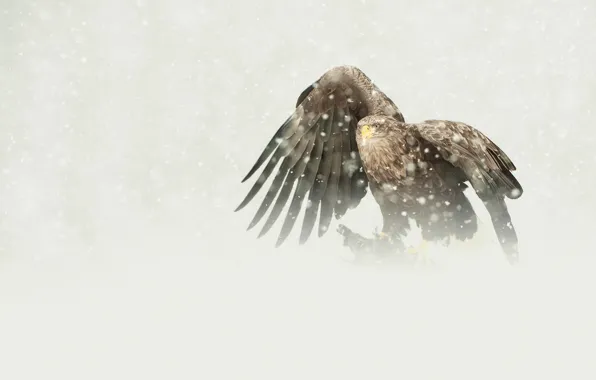 Птица, орел, хищник, снегопад, добыча, бело-хвостый