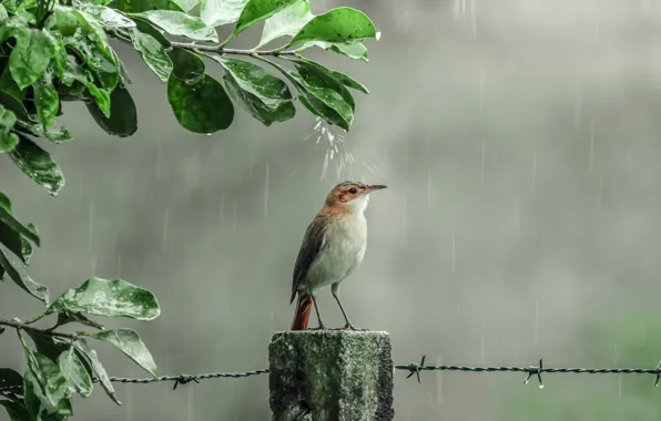 Капли, дождь, душ, птичка