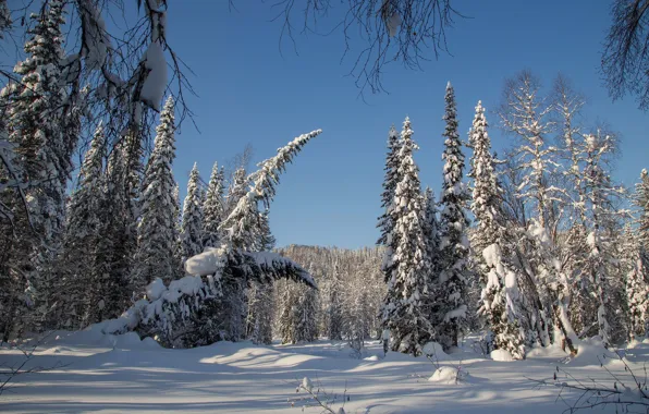 Зима, лес, снег, деревья, ели, Россия, тайга, Сибирь