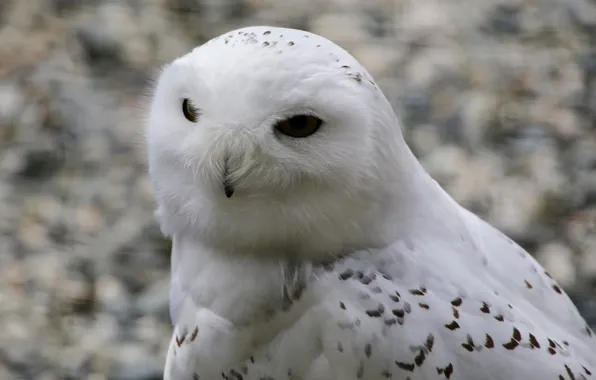 Картинка bird, winter, animal, snow owl