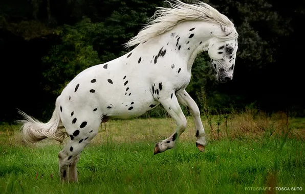 Картинка animal, horse, green grass, stallion