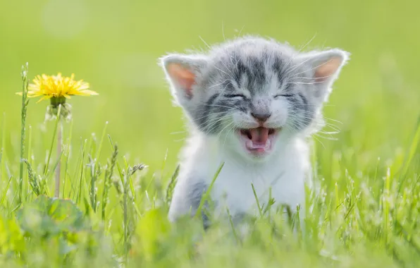 Кошка, цветок, трава, котенок, одуванчик, мордашка, мяукает