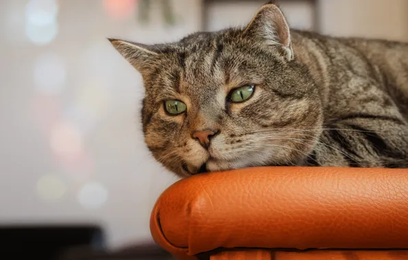 Кошка, кот, взгляд, поза, мордашка
