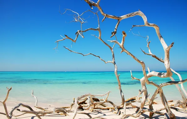 Картинка море, деревья, океан, берег, сухие, кривые, солнечно, Куба