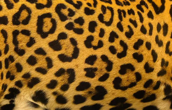 Картинка фон, леопард, шкура, мех, leopard, texture, fur, skin