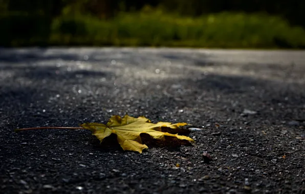 Осень, асфальт, лист, обои, желтый лист