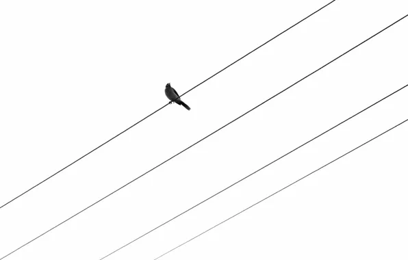 Картинка фон, птица, провода