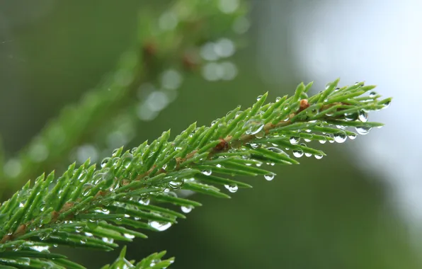 Water, macro, drops, spruce, twig