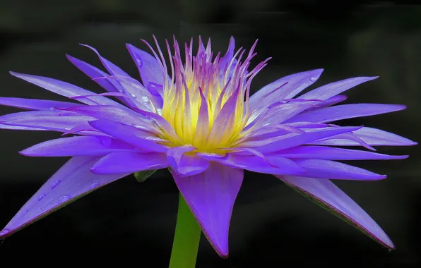 Картинка цветок, макро, цветы, flower, flowers, macro, Water Lily