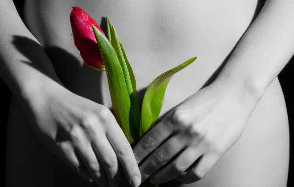 Цветок, девушка, тюльпан, руки, пальцы