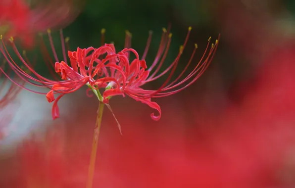 Картинка цветок, макро, красный, radiata, Lycoris