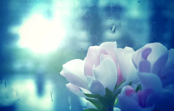 Картинка свет, дождь, Макро, окно, flower, rain, window, герань