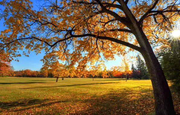 Картинка осень, небо, трава, деревья, закат, парк