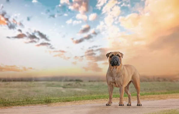 Взгляд, друг, собака, Bullmastiff