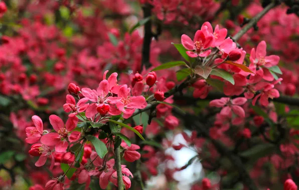 Flower, pink, spring, twig