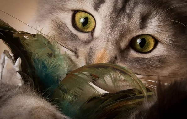 Картинка кошка, глаза, взгляд, перья, мордочка, котёнок