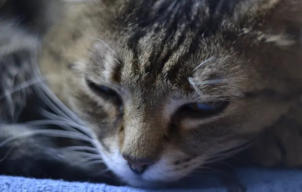 Глаза, синий, Кот, спит