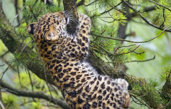 Картинка кошка, ветки, леопард, детёныш, котёнок, сосна, амурский, ©Tambako The Jaguar