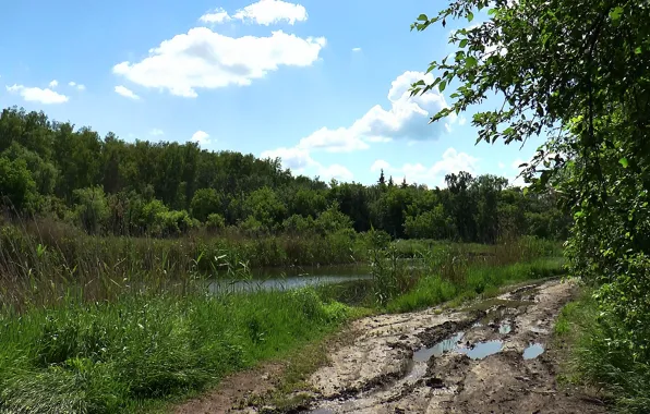 Дорога, лес, дождь, Лето, грязь