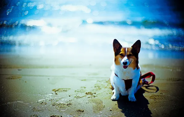 Пляж, друг, океан, собака, боке