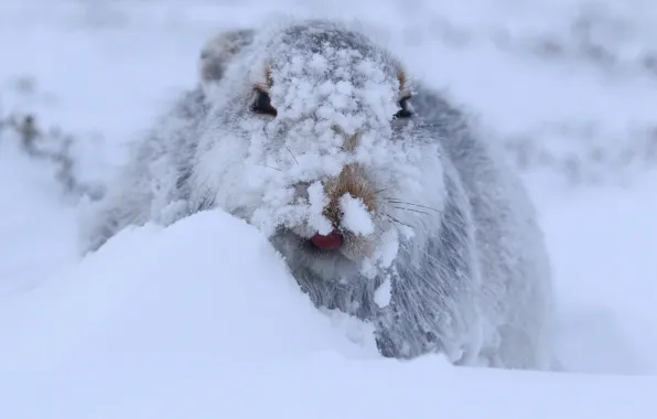 Картинка зима, снег, заяц, Заяц-беляк