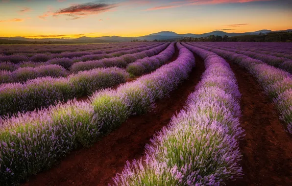 Картинка поле, долина, Австралия, лаванда, Тасмания