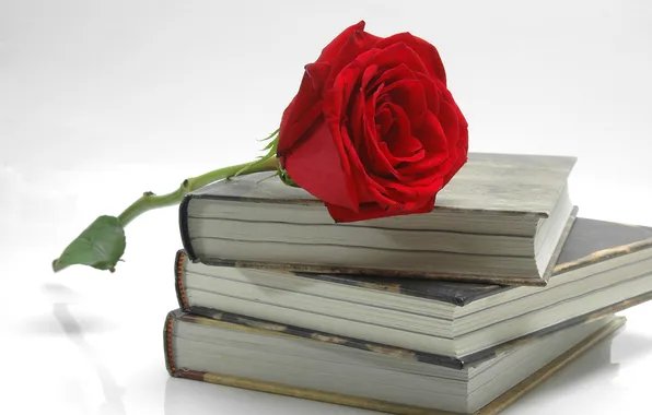 Картинка цветок, роза, книги, лепестки, красная