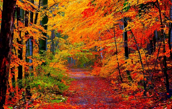 Дорога, осень, лес, листья, деревья, природа