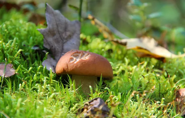 Картинка осень, лес, природа, грибы, гриб, красота, белый гриб, тихая охота