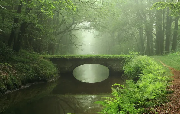 Вода, Природа, Отражение, Мост, Туман, Трава, Тропинка, Деревья