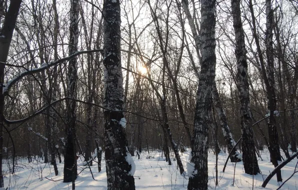 Зима, лес, Россия, forest, роща, Russia, winter, Родина