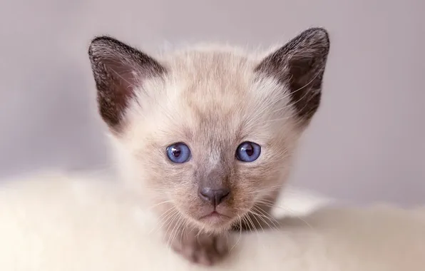 Кошка, взгляд, поза, котенок, голубые глаза, серый фон, мордашка, сиамский