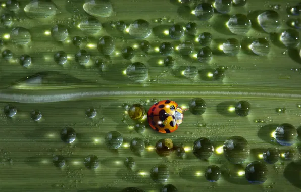 Вода, капли, шарики, макро, свет, зеленый, роса, фон