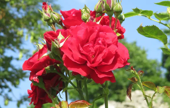 Картинка Бутоны, Красные розы, Red roses