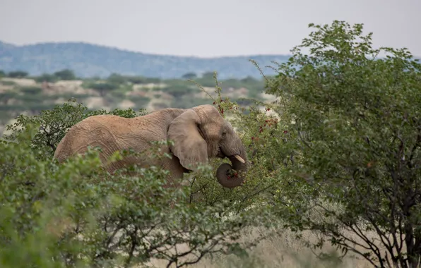 Картинка заросли, слон, Африка