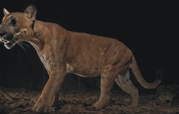 Животные, кот, хищник, пума, cat, predator, puma, animal