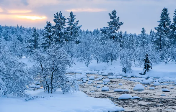 Картинка зима, снег, деревья, пейзаж, река, елки, forest, river