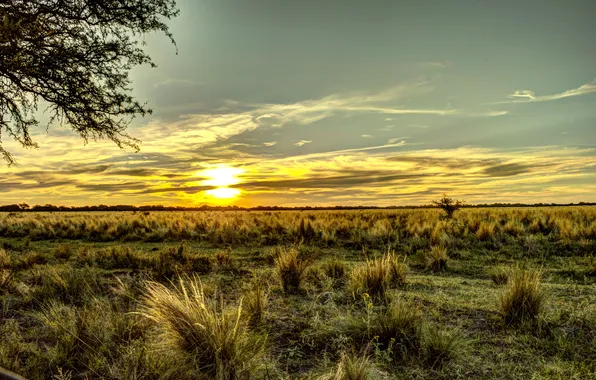 Картинка поле, небо, трава, рассвет, горизонт, Аргентина