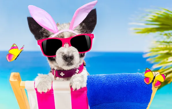 Картинка пляж, бабочки, собака, очки, happy, beach, dog, funny