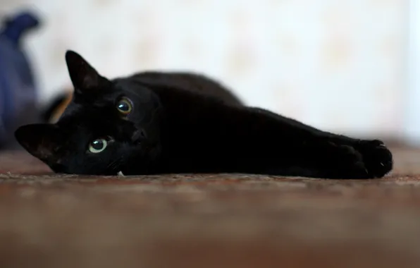 Кошка, глаза, усы, черное, блаженство
