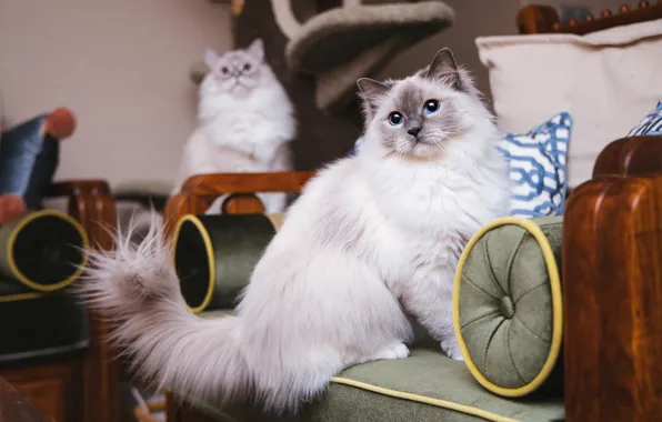 Кошка, кот, взгляд, поза, мордашка