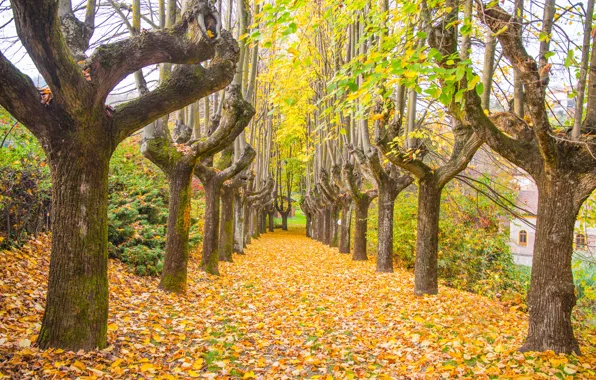 Картинка осень, листья, деревья, парк, тропа, nature, yellow, park