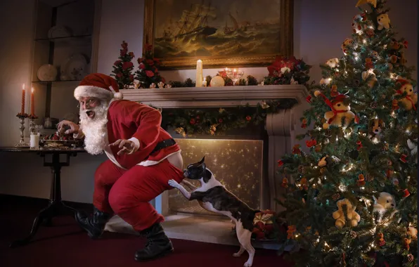 Картинка елка, ситуация, собака, юмор, камин, Санта Клаус, Santa was caught!