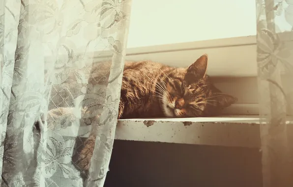 Кошка, кот, поза, животное, шерсть, подоконник, штора