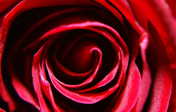 Картинка макро, роза, лепестки, red, rose, красная