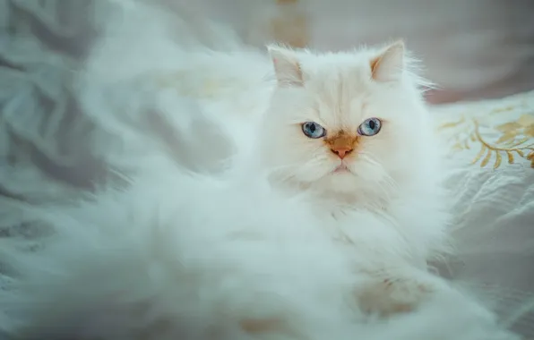 Кошка, взгляд, портрет, белая, голубые глаза, пушистая, Гималайская кошка