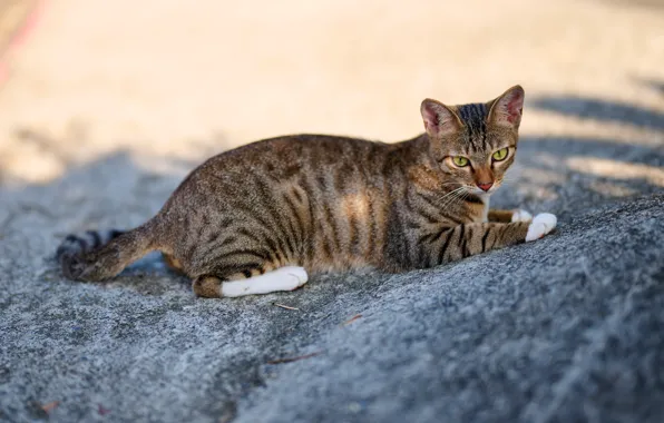 Кошка, кот, взгляд, морда, свет, поза, лежит, тени