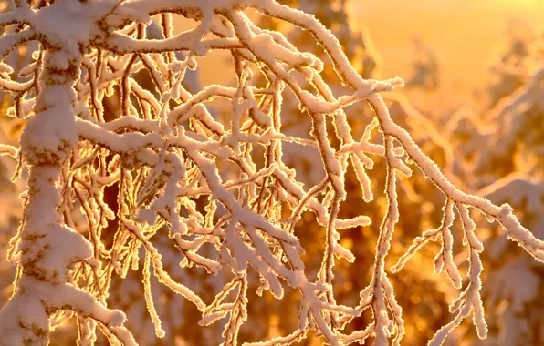 Картинка зима, лес, солнце, снег, деревья, ветки, боке