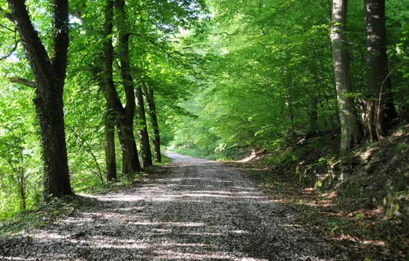 Картинка дорога, лес, лето