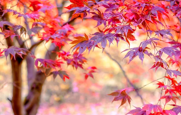 Картинка осень, листья, ветки, дерево, мокрые, боке